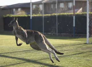En esta foto del 24 de junio de 2018, un canguro interrumpe la Premier League Femenina entre el Belconnen United y el partido del Canberra FC en Canberra durante más de 30 minutos. (Lawrence Atkin / Capital Football vía AP)