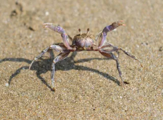 Foto: Ilustrativa - Pixabay