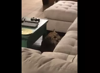 La policía utilizó municiones no letales para asustar al felino. Foto: AP