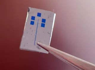 Un equipo de científicos desarrolló un semiconductor que contiene material orgánico biodegradable y permite que los teléfonos sean flexibles. EFEUniversidad Nacional Australiana