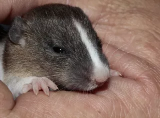 Foto: Ilustrativa - Pixabay