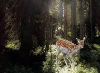 Foto: Ilustrativa - Pixabay