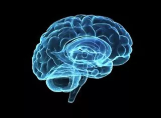 Imagen representativa de un cerebro. EFE