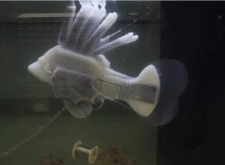 Captura de video. Nature