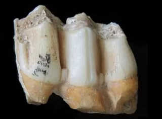 Foto: INSTITUTO MAX PLANK/NICOLAS BOURGON