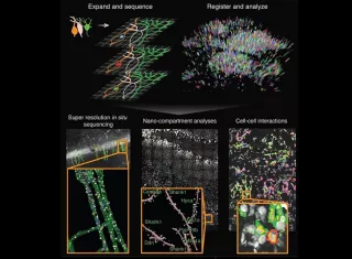 La técnica también podría ser útil para cartografiar las células del cerebro u otros tejidos y clasificarlas según su función. EFE