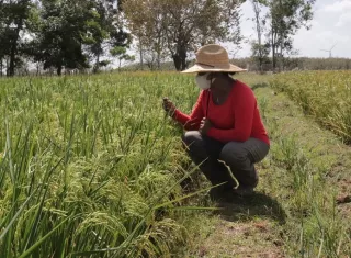 Las investigaciones están dirigidas al mejoramiento genético del arroz, resistencia a plagas y adaptación climática.