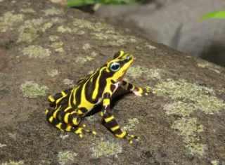 Imagen de la Rana arlequín fronterizo, nueva especie registrada en Panamá.