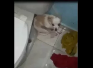 Todo ocurrió porque el perro daño unos auriculares.
