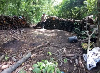 La madera talada ya había sido procesada en astillas, trozos para la elaboración de carbón y varas para la construcción de ranchos.