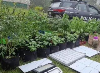 Los plantones de marihuana estaban siendo cultivados en un improviso invernadero.
