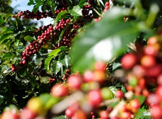 Vista de los frutos de la mata de café en Zona de los Santos (Costa Rica), en una fotografía de archivo. EFE