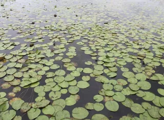 Las autoridades investigan si el hombre murió ahogado, sin poder huir de las pirañas. o si falleció como consecuencia directa del ataque de los feroces peces. Foto: Pixabay Ilistrativa