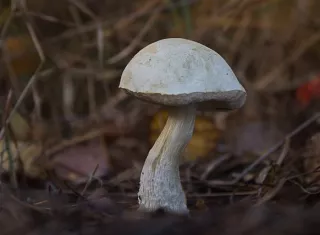 El estudio también demuestra que las enzimas extraídas directamente del champiñón no presentan toxicidad en células hepáticas. Imagen Pixabay ilustrativa