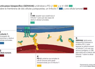 Imagen explicativa de los resultados obtenidos por investigadores de la Clínica Universidad de Navarra y el Vall d`Hebron. EFE