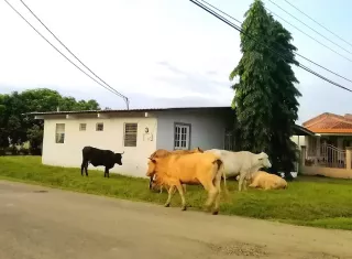 Residentes de Chitré  denunciaron la proliferación de animales en soltura en barrios.