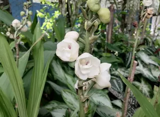 La emblemática flor del Espíritu Santo se cultiva en la provincia de Herrera, en el distrito de Las Minas.