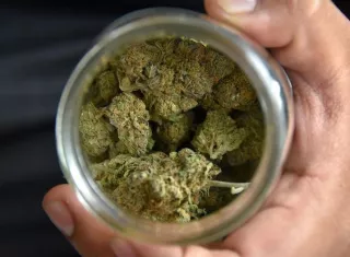 Cannabis medicial. EFE Archivo