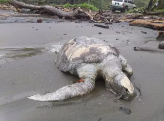 Los expertos aún desconocen la causa de la mortandad de las tortugas. EFE