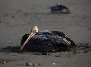 En las últimas dos semanas se han registrado más de 30 pelícanos muertos en los costeros y limítrofes departamento de Atlántida y Cortés. Imagen EFE / Ilustrativa