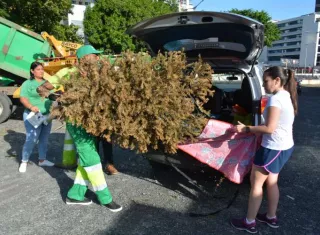 Los arbolitos recolectados serán reciclados.