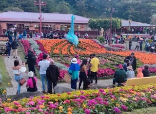 Para este 2023, la Feria de Las Flores y Del Café, cumple 50 años.