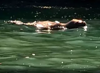 León marino ha sido observado también en Puerto Armuelles.
