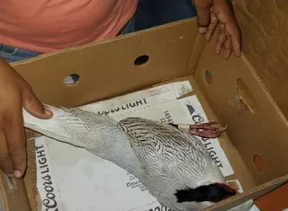 Aún hace falta ubicar otros 8 ejemplares.