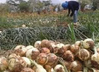 Hasta mayo se recibirá el inventario.