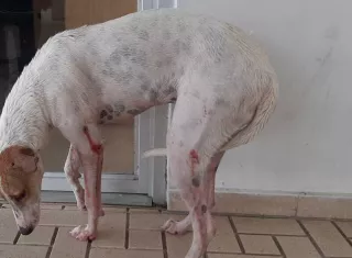 El animal llegó hasta el hospital  en busca de ayuda.