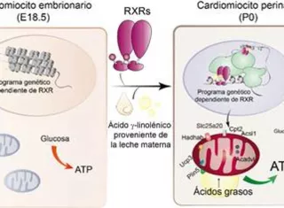 Esquema que representa el mecanismo molecular que ha descrito un equipo multidisciplinar de científicos para demostrar que el ácido graso de la leche materna es esencial para que el corazón del neonato cargue la energía que necesita para funcionar. EFE