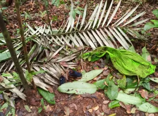 Fotografía cedida por las Fuerzas Militares de Colombia en la que se ve una toalla y un par de zapatos encontrados en la selva donde ocurrió el siniestro aéreo del Cessna 206.