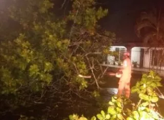 Personal de Sinaproc procede al corte de árbol tras fuerte aguacero.