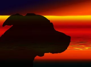 La niña fue dada de alta al día siguiente del ataque. Imagen ilustrativa / Pixabay