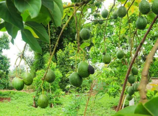 El Sinaproc anunció lluvias con descargas eléctricas durante los próximos días.
