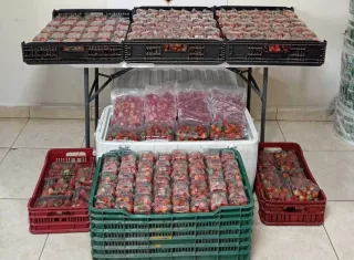 Las cajas de fresas de presunto contrabando.