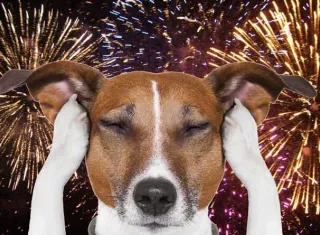 Los perros y gatos los más afectados por la pirotecnia. [Foto:Internet)