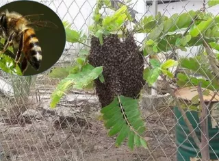 Enjambre de abejas africanizadas.
