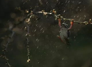 Los registros también han permitido establecer que Tierras Altas, en Chiriquí, es la región del país en donde más llueve. 