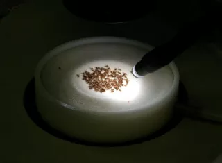 En la imagen de archivo, individuos de la mosca del vinagre o de la fruta, la Drosophila melanogaster. EFE