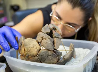 Raiza Erlenbaugh, técnica de laboratorio de arqueología de STRI, utiliza arena y palillos para equilibrar los tiestos mientras se seca el pegamento.  Crédito Jorge Aleman/ STRI