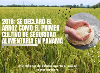 El arroz, un cultivo y un alimento como ningún otro en Panamá,.