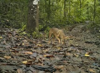 La caza del coyote está prohibida en Panamá. /  Foto: Josué Ortega (Biólogo) 
