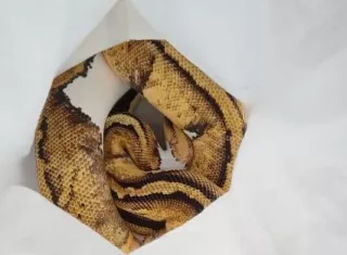  Seis ejemplares de Python Rigius.