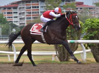 El ejemplar argentino Nux será uno de los participantes del Clásico Día Internacional del Trabajador, el cual se disputará este domingo en el Hipódromo Presidente Remón. 