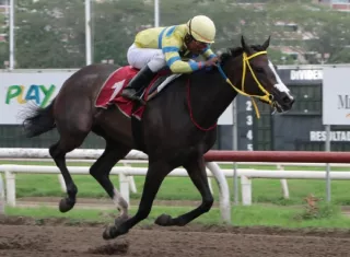 El ejemplar Doña perfecta, con el jinete Ángel Rivas, en la recta final de la pista del Hipódromo Presidente Remón.