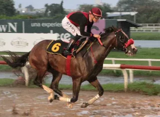 El ejemplar Imperante tendrá la conducción de Jimmy Carrión para el Clásico Junta de Control de Juegos.