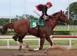 Takao, ejemplar ganador del Clásico Presidente de la República, el cual se disputó el pasado 7 de junio en el Hipódromo Presidente Remón.