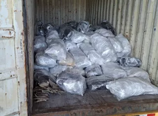 109 sacos de aletas de tiburón son retenidos en puerto de Colón