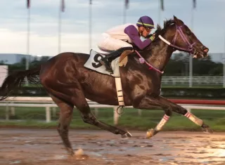 El ejemplar Kyser en los metros finales del premio Virgilio y Omar Castillo, que se disputó ayer en el Hipódromo Presidente Remón.